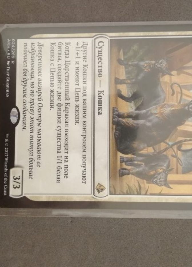 Царственный Каракал / Regal Caracal - фото №1